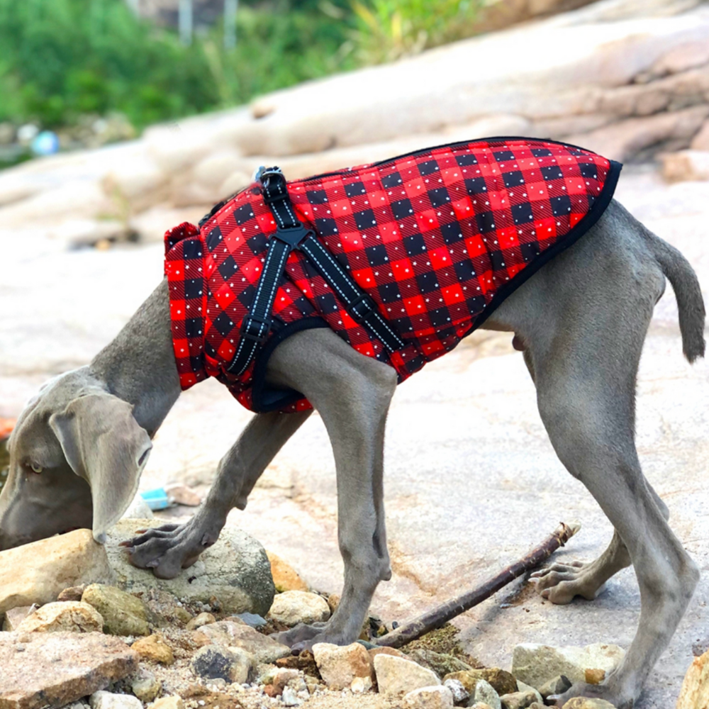 LuckyDog Hundemantel mit Fleece-Futter und Hundegeschirr - warm und fit durch den Winter
