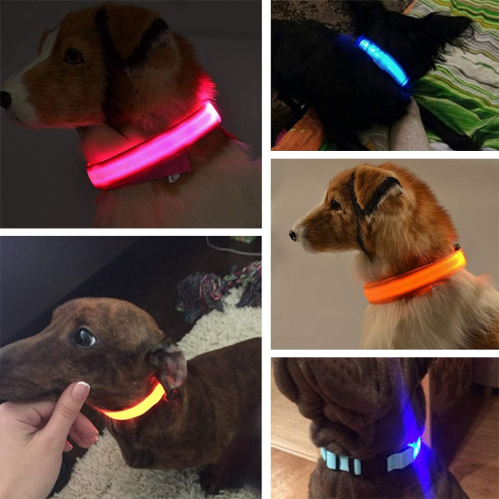 Glowy LED Hundehalsband - für Sicherheit im Dunkeln
