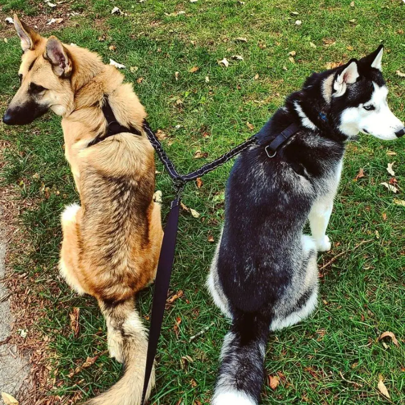 TwinDogs Zwillingsleine für 2 Hunde mit 360° Schwenkung ohne verheddern