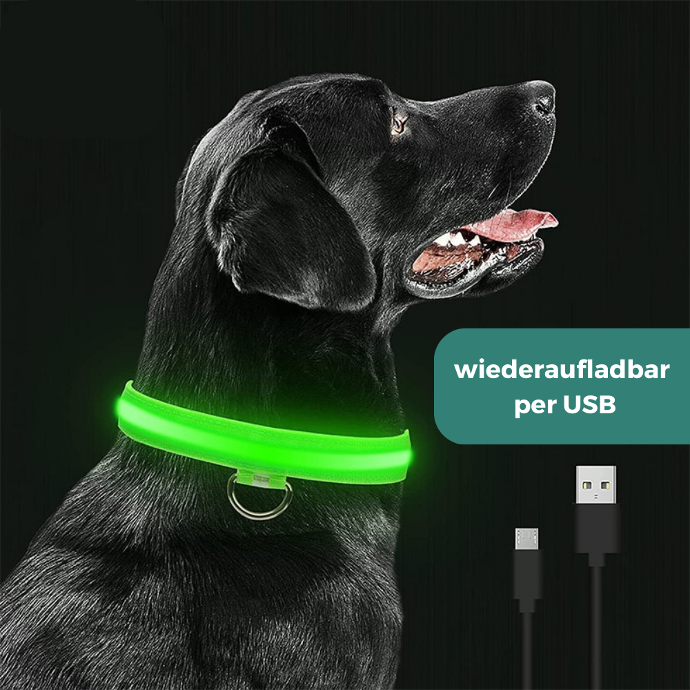 Glowy LED Hundehalsband - für Sicherheit im Dunkeln