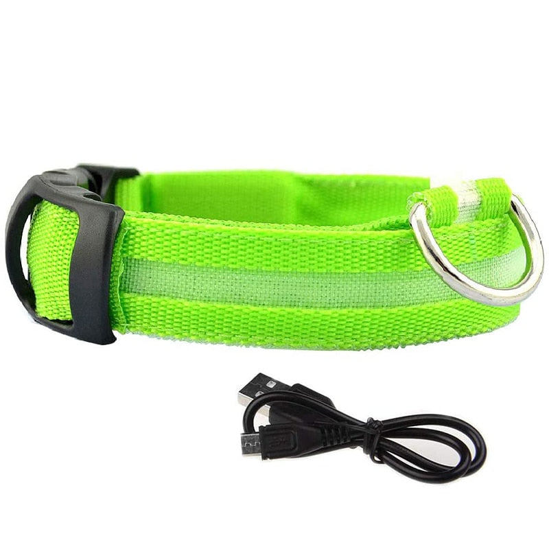 Glowy LED Hundehalsband - für Sicherheit im Dunkeln