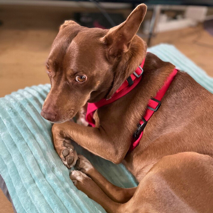 Pet Heaven Schlafmatte in Cord-Optik für kleine bis (mittel-)große Hunde