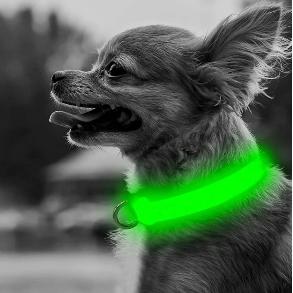 Glowy LED Hundehalsband - für Sicherheit im Dunkeln