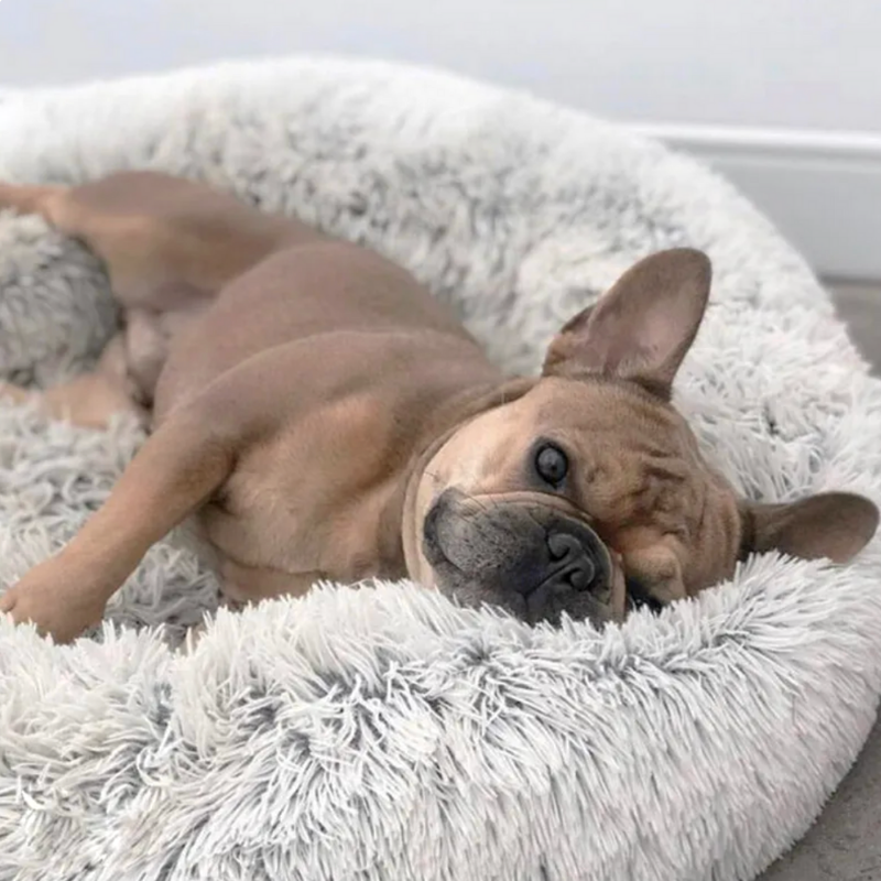 Traumwolke Hundebett - erholsamer, gesunder Schlaf wie auf Wolke 7
